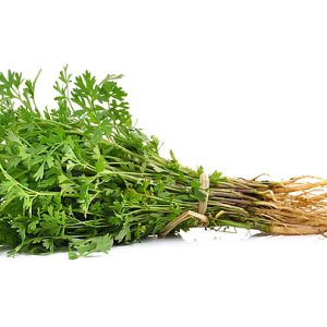 Coriander